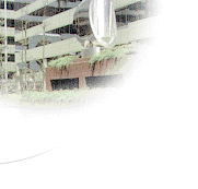 t5.gif (71588 bytes)